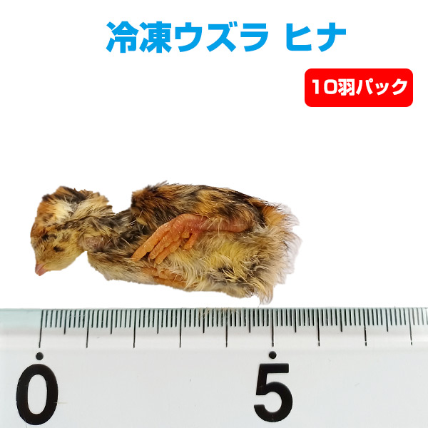 猛禽類 鳥 リールキーホルダー - その他