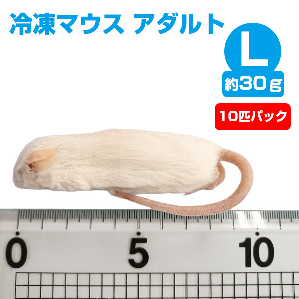 国産冷凍マウス アダルトL 100匹