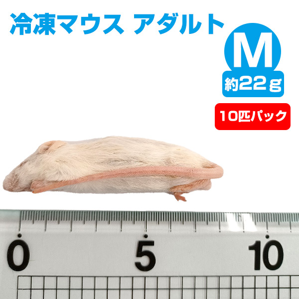 【冷凍】 冷凍マウス アダルトMサイズ（約22g）10匹パック 