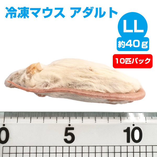 冷凍】 冷凍マウス アダルトLLサイズ（約40g）10匹パック 【クール便 